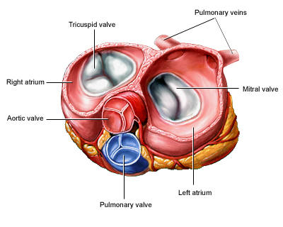 Пролапс митрального клапана - медицинский центр Инкор, Владикавказ